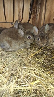 Zakrslý králík kastorex - 2