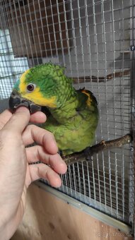 Amazoňan modročelý 0,2 ručně dokrmená - 2