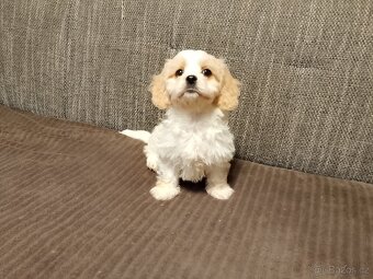 Cavapoo - 2