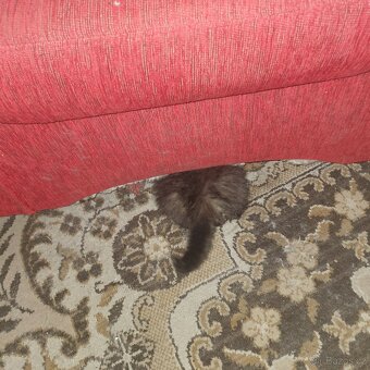 Ponukam maciatko - 2