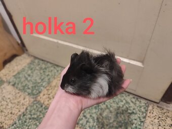 morče, morčátko - 2