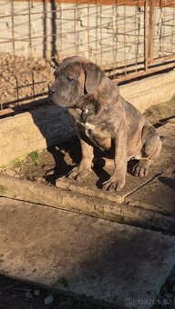 Cane Corso s PP - 2