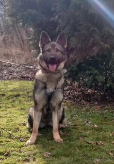 Německý ovčák - 2