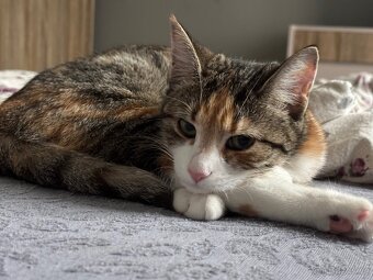 Daruji kočičku - 2