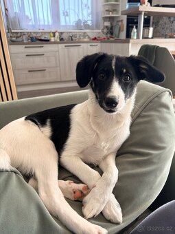 Border kolie x jack russel - 2