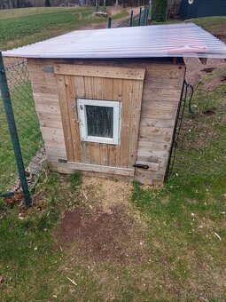 Kurník + slepice - 2