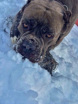 Cane Corso - 2