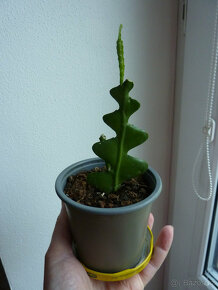 Zelenec (ten spodní) a kaktus fishbone - pokojová rostlina - 2