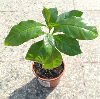 Kávovníku arabského (Coffea arabica), mladé semenáčky - 2