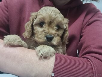 Cavapoo štěňátka - 2