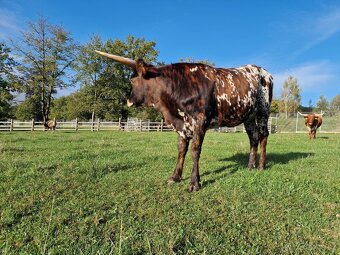 Plemenný býk Texas Longhorn na prodej - 2