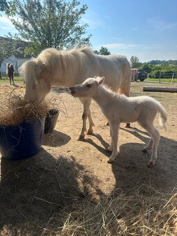 Minihorse klisna 3v1 - 2