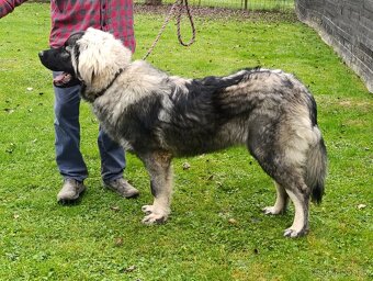 Šarplaninský pastevecký pes - 2