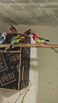 Rosela/modrá, zlatá, pastel, opalin - 2