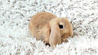 Zakrslý beránek, králíček, králík - JADYEN - 2