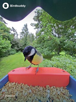 Birdbuddy - krmítko se zabudovanou kamerou - 2