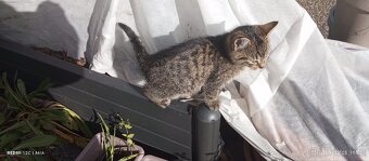 Hledáme milující domov - 2