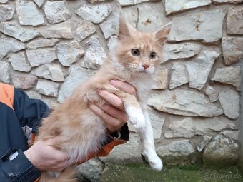 Mainská mývalí - 2