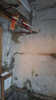 Rosela penantova - 2