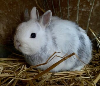 Zakrslý rhönský králíček - 2