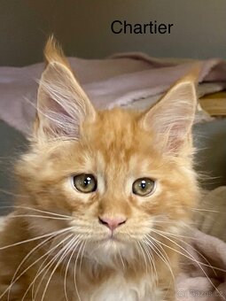 Mainská mývalí s PP - 2