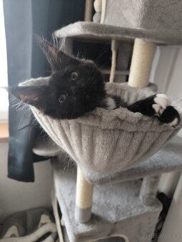 Mainská mývalí s PP - 2