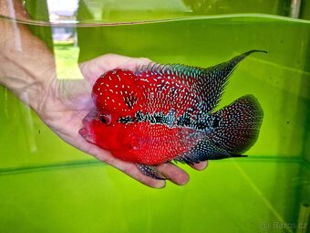 Flowerhorn Super red Dragon. - 2