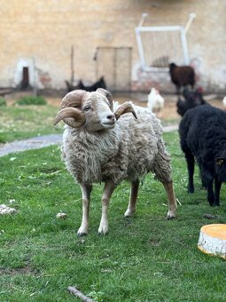 Ouessantská ovce - beránci a jehnička - 2