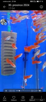Guppy-albino full red - 2
