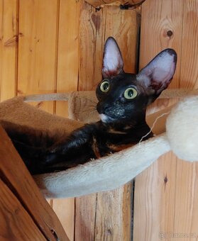 Cornish Rex - 2