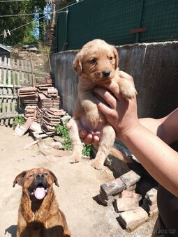 Štěňátka Labrador - 2