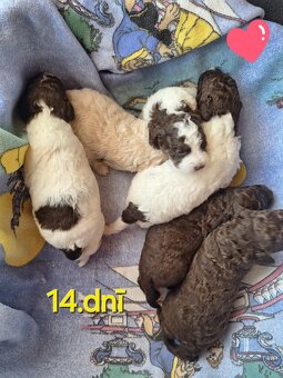 Lagotto romagnolo - štěňata s PP - 2
