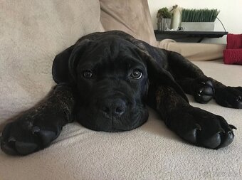 Cane corso - 2