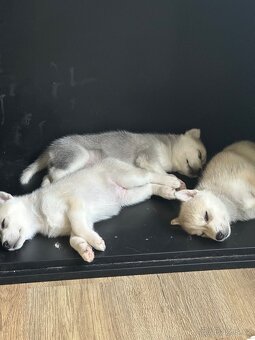 Sibiřský Husky bez PP. Havířov - 2