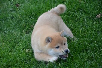 Shiba inu s průkazem původu - 2
