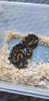 Krajta královská - 2