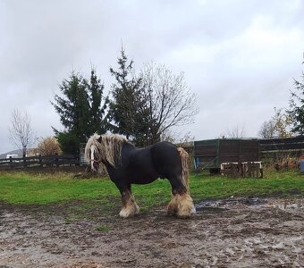 Polský chladnokrevný hřebec 13 let - 2