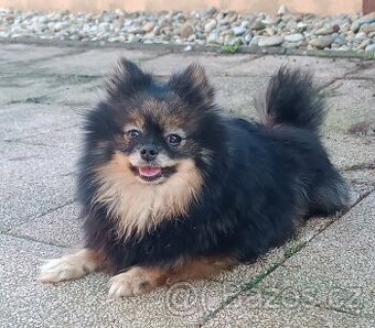 Pomeranian Fenky s PP ihneď k odberu - 2