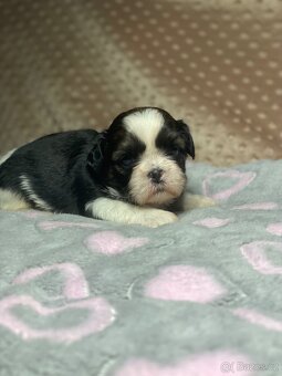 Shih tzu s PP - 2