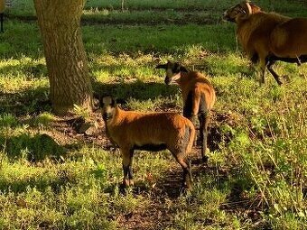 Kamerunská ovce - 2