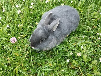 Zakrslý králíček - 2