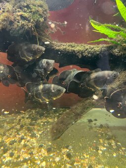 Vrubozubec paví - 2