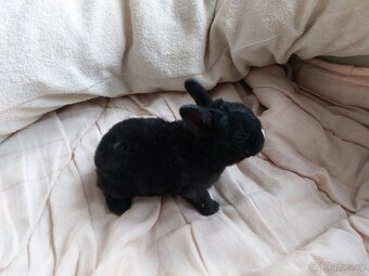 Zakrslý rex černý - 2