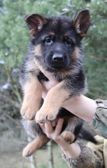 Německý ovčák s PP - 2