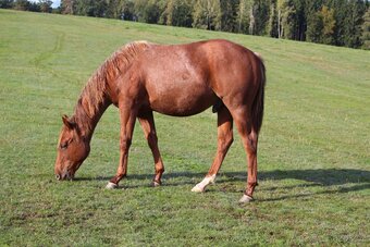 AQH valach - 2