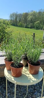 Levandule, ibisek, eukalyptus - 2