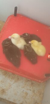 Indicky bežec kačer a mláďata - 2