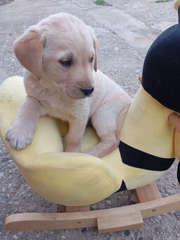 Zlatý retrívr/retriever - 2