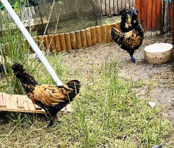 🐓 Kohoutci Pavlovské slepice 🐓 - 2