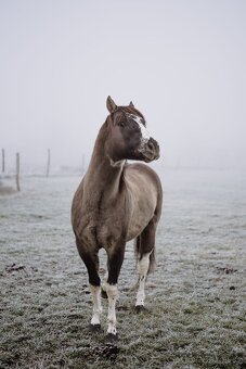 paint horse pripustani - 2